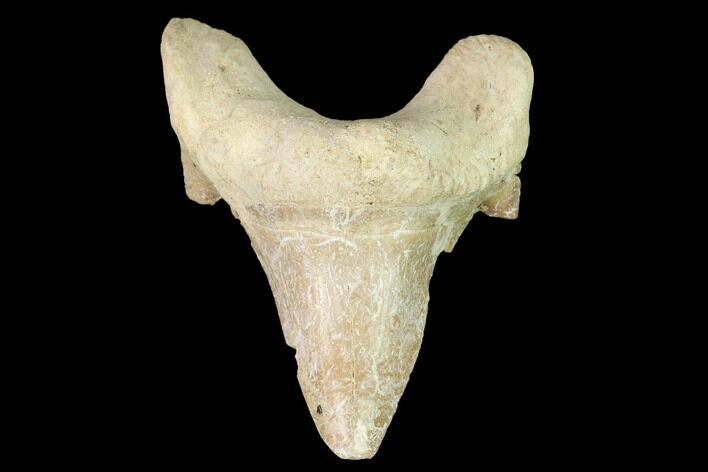 Fossil Shark Tooth (Otodus) - Morocco #143101